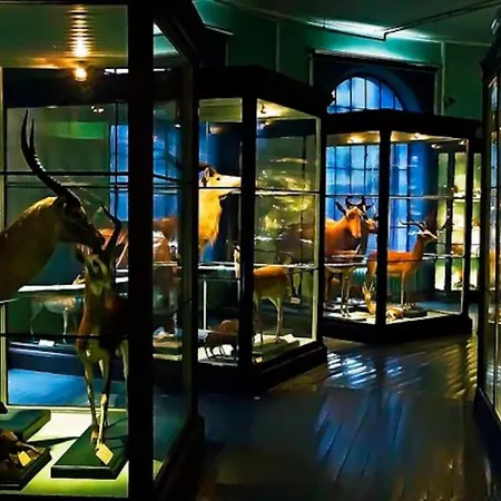 Spacious Historical Art Oasis In The Center Leilighet